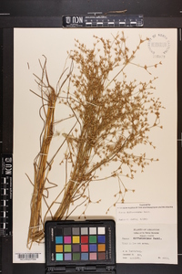 Juncus diffusissimus image