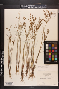 Juncus diffusissimus image