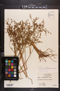 Juncus diffusissimus image