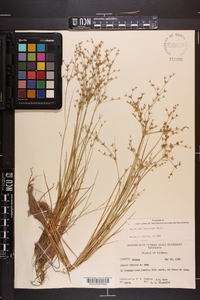 Juncus diffusissimus image