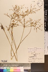 Juncus diffusissimus image