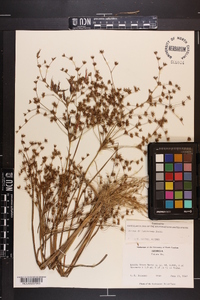 Juncus diffusissimus image