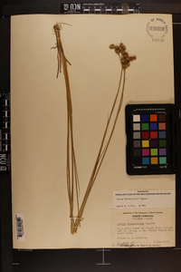 Juncus brachycarpus image