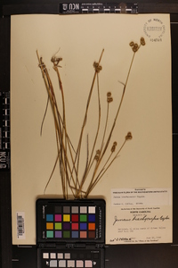 Juncus brachycarpus image