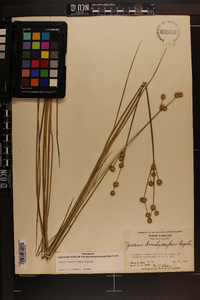 Juncus brachycarpus image