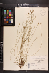 Lachnocaulon anceps image