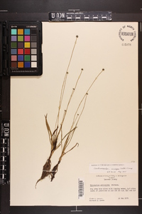 Lachnocaulon anceps image