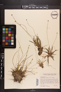 Lachnocaulon anceps image