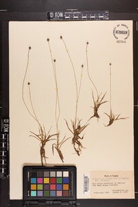 Lachnocaulon anceps image