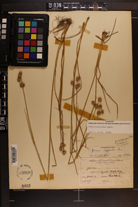 Juncus brachycarpus image