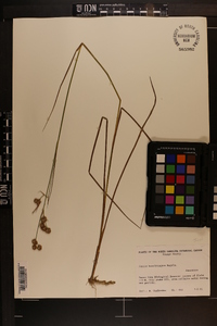 Juncus brachycarpus image