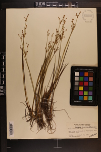 Juncus brevicaudatus image