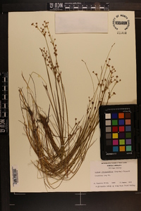 Juncus brevicaudatus image