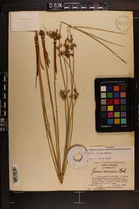 Juncus coriaceus image