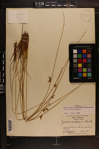 Juncus coriaceus image