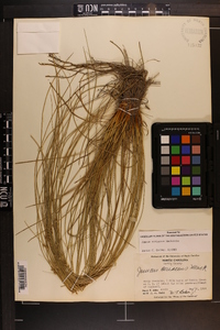 Juncus coriaceus image