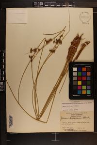 Juncus coriaceus image