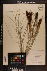 Juncus coriaceus image