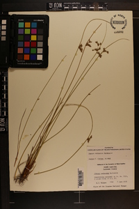 Juncus coriaceus image