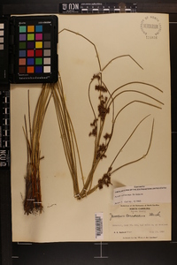 Juncus coriaceus image