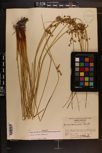 Juncus coriaceus image