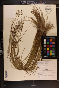 Juncus coriaceus image