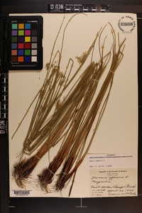 Juncus effusus var. solutus image