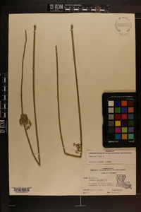 Juncus effusus var. solutus image