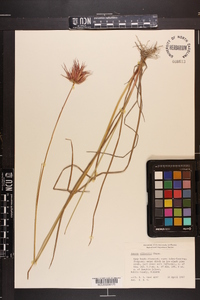 Juncus elliottii image