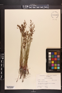 Juncus elliottii image