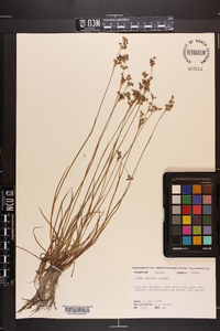 Juncus elliottii image