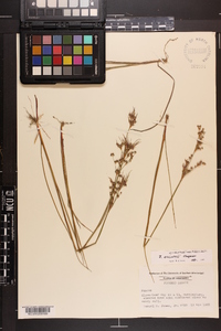 Juncus elliottii image