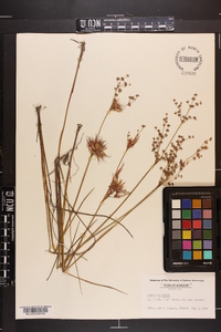 Juncus elliottii image