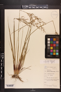 Juncus elliottii image