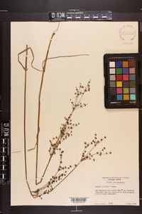 Juncus elliottii image