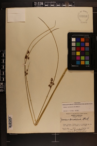 Juncus coriaceus image