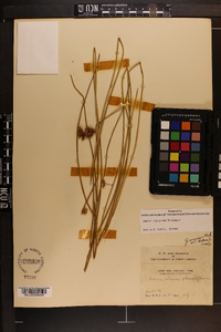 Juncus coriaceus image