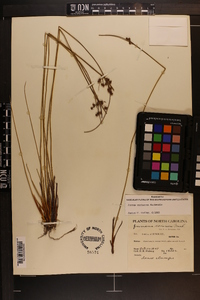 Juncus coriaceus image