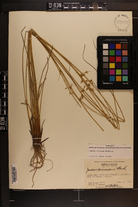 Juncus coriaceus image