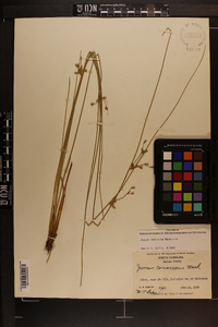 Juncus coriaceus image