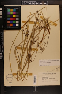 Juncus coriaceus image