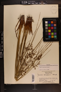 Juncus coriaceus image