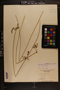 Juncus coriaceus image