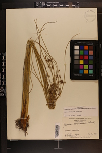 Juncus coriaceus image