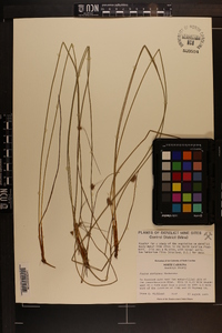 Juncus coriaceus image