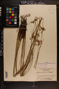 Juncus coriaceus image