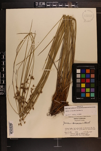 Juncus coriaceus image