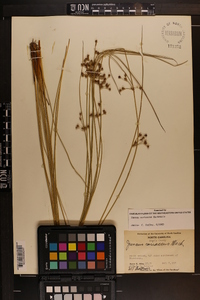 Juncus coriaceus image