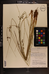 Juncus coriaceus image