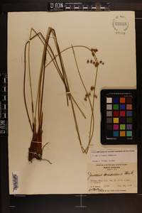 Juncus coriaceus image